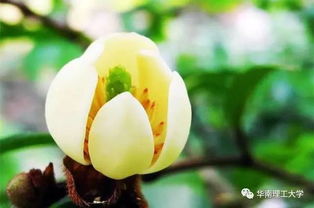 含笑花散播快乐芬芳，它如何让周围的人感受到温馨和幸福呢