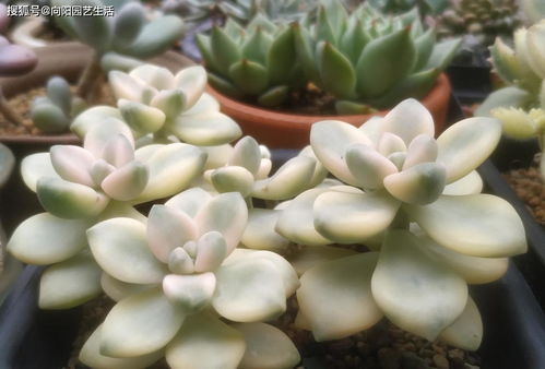 锦化类型对照表