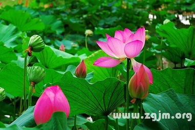 玫瑰花与荷花的花语分别象征什么它们如何体现人与自然和谐共生的关系