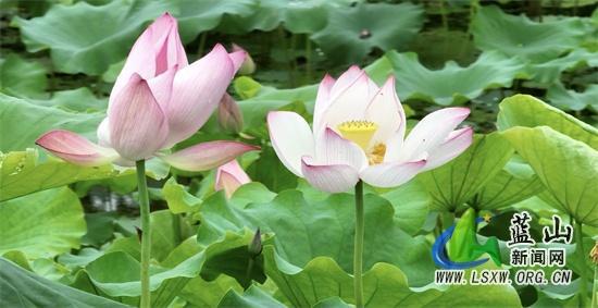 探寻荷花下的绿色奇观