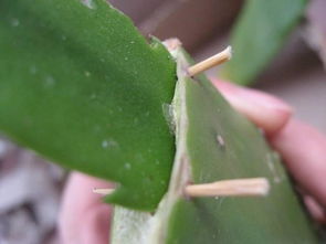 嫁接的三角菱，仙人球嫩长大吗？