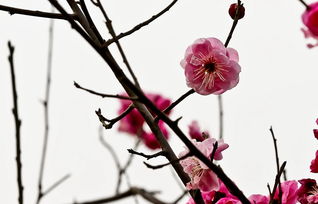 红梅的独特之处