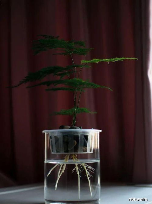 水培文竹烂根，如何挽救