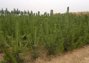 移植技巧，你掌握了吗？