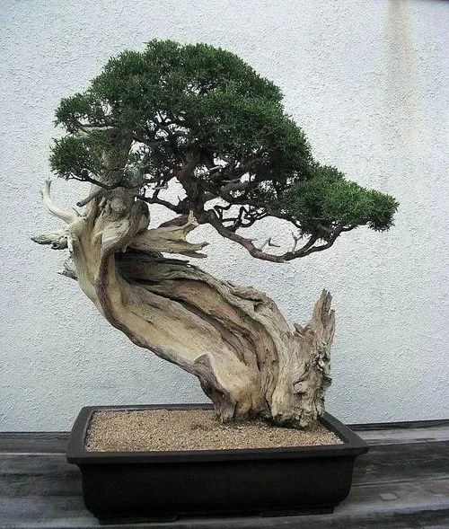 盆景养护技巧，如何掌握浇水时机