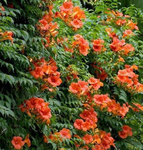 凌霄花的养护秘籍