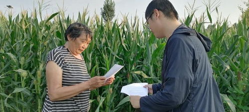 夏玉米生长期各阶段特点是什么？如何有效管理提高夏玉米产量