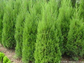塔柏种植株距多少合适？移栽塔柏的最佳时间是什么时候