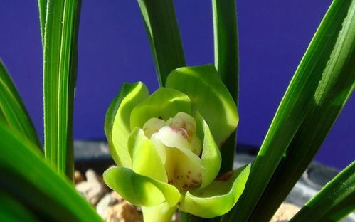 兰花：高雅清新