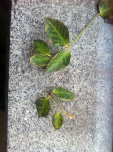 原因探秘：为什么藤本月季叶子会发黄？