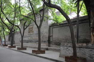 市政街道的树一般有多高？