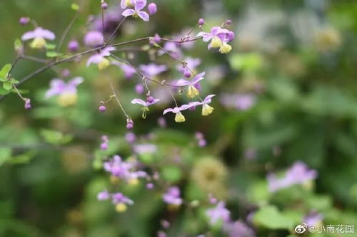 耐阴植物爆花法