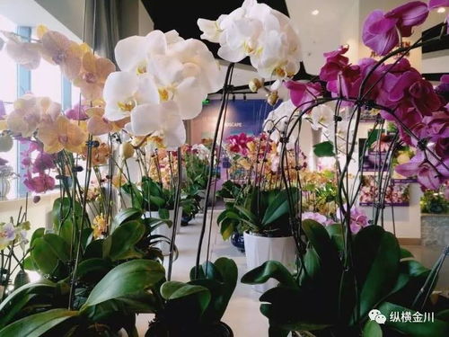 花馆的位置：揭秘花海的所在地