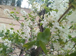 四月白色树花， 那些让人心动的白