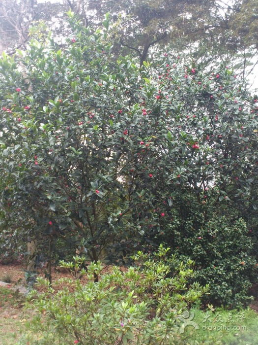 2. 紫薇， 花开似火的热情使者