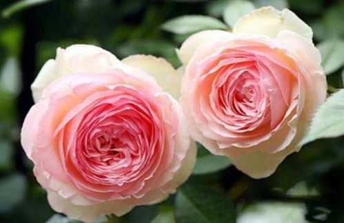 月季复壮，轻松简单