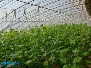 节水灌溉， 多种技术，各有千秋