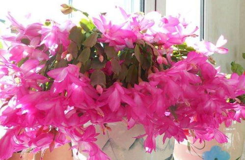 圣诞花的花季和养护要点