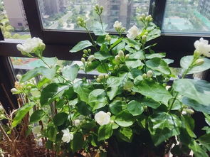 茉莉花藤状修剪方法及蕞佳修剪时间