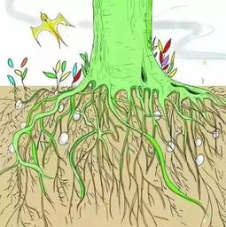 松树的生态价值