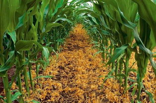 硝烟莠除草剂特点：广谱高效