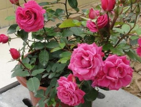 浇水，月季的温柔呵护