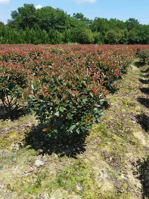 红叶石楠的种植数量