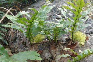 寻找耐力强的作物