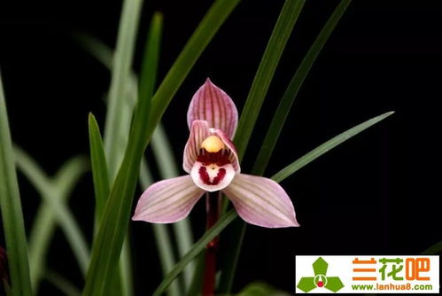 兰花施肥频率：液肥多久施一次？