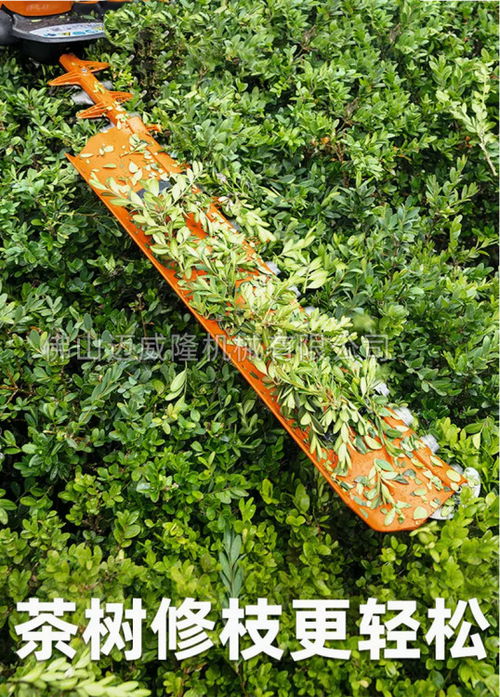 常绿与落叶， 各有千秋