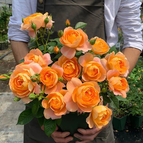 月季品种大揭秘