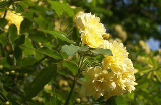 黄木香的花：大自然的神秘礼物
