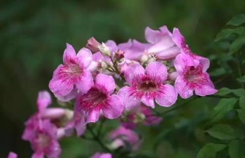 种植凌霄花的时间选择