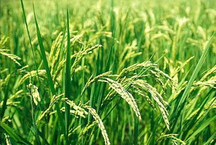 水稻价格波动大，受季节、供需、政策等多因素影响
