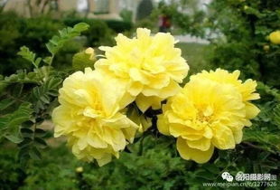 月季花开， 蜜蜂蝴蝶舞