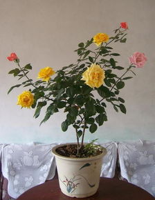 秋季浇水：温暖又滋润