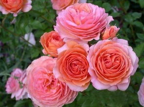 修剪，月季花的“美容师”