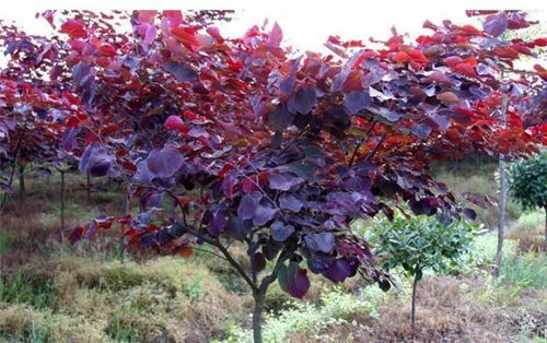 紫叶加拿大紫荆、 金叶榆等：热门彩叶品种