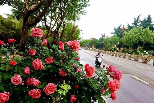 月季大会， 热闹非凡