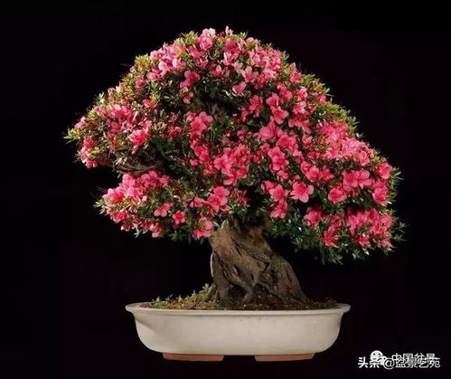 如何在家种植梅花盆景，才能让梅花盆栽秀美且香气四溢