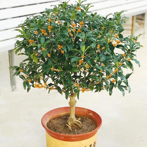 楼房养桂花为何总不顺利？揭秘那些不为人知的细节