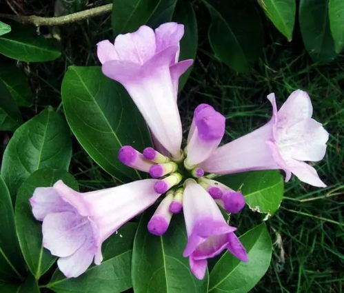 铜钱草的花期与后来啊