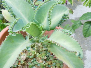 说实在的，靠几盆花就想解决空气污染那是Zuo梦。