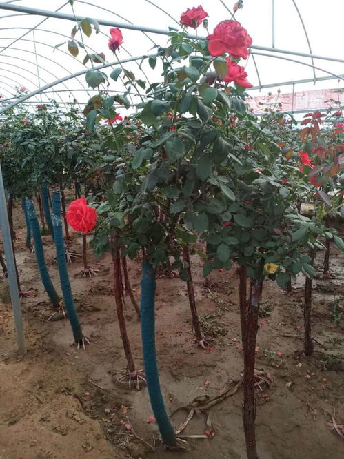 基地直供， 品质保证