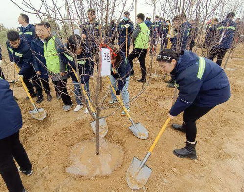 春季播种苗木“假活”之谜， 揭秘避免发生的方法