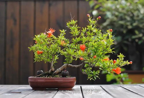 室内小灌木养护指南：从黄叶到茂盛的生长之旅