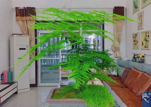 文竹蔓藤如何巧妙拆分，形成独特造型