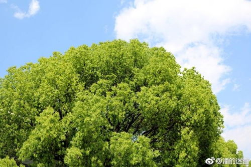 南方城乡常用行道树