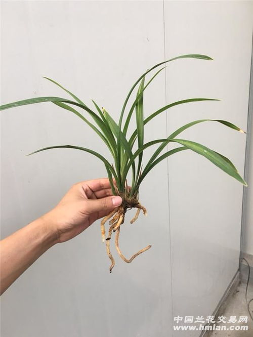 金丝马尾兰花种植秘籍：土壤选择与养护指南