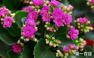 长寿花开花期间， 减少施肥